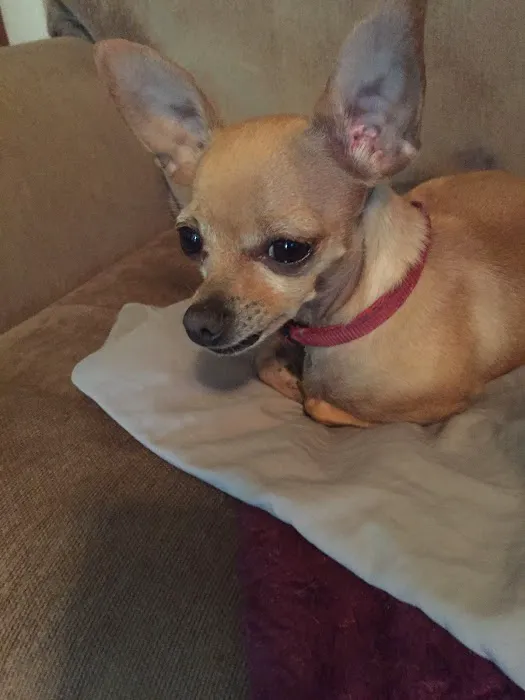 Country View Animal Care Center Picture 7