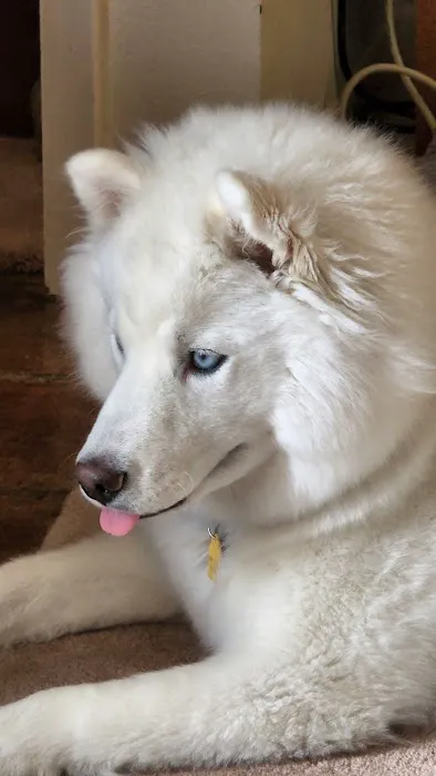 Country View Animal Care Center Picture 9