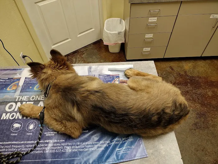 Country View Animal Care Center Picture 10