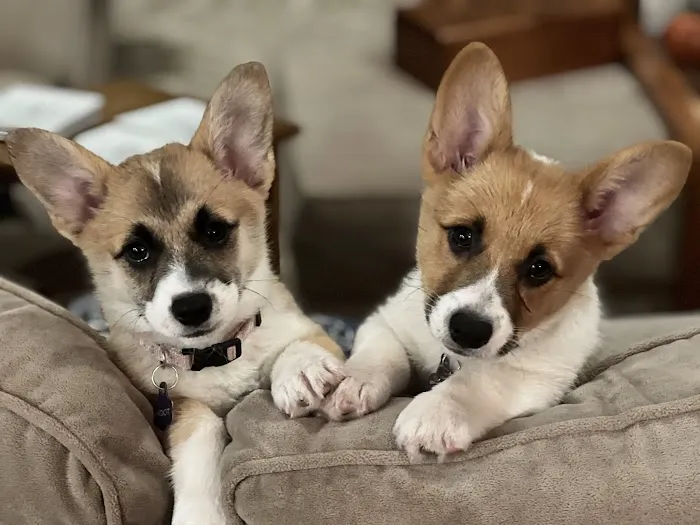 Bella Vista Animal Hospital Picture 3