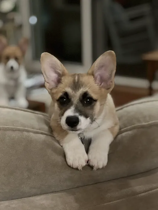 Bella Vista Animal Hospital Picture 1