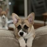 Bella Vista Animal Hospital