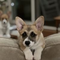 Bella Vista Animal Hospital ico