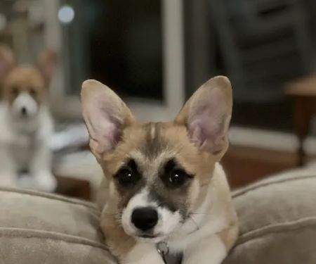 Bella Vista Animal Hospital