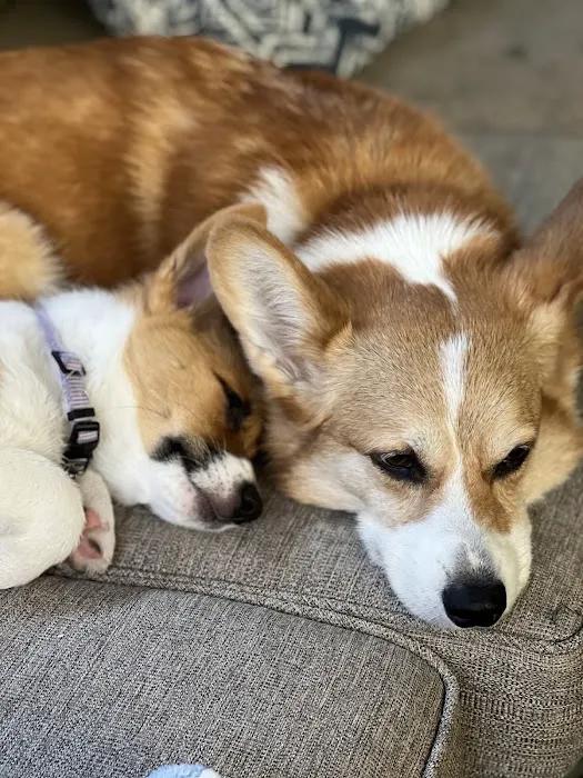 Bella Vista Animal Hospital Picture 4