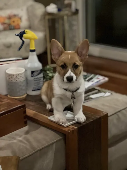 Bella Vista Animal Hospital Picture 2