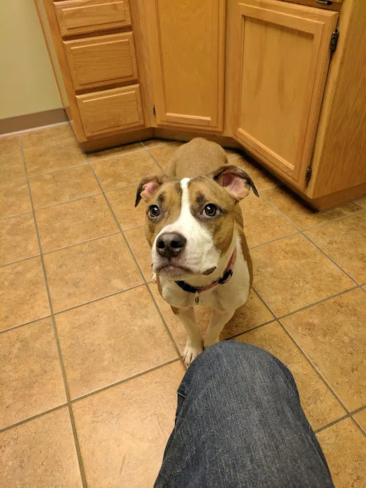 Bella Vista Animal Hospital Picture 7