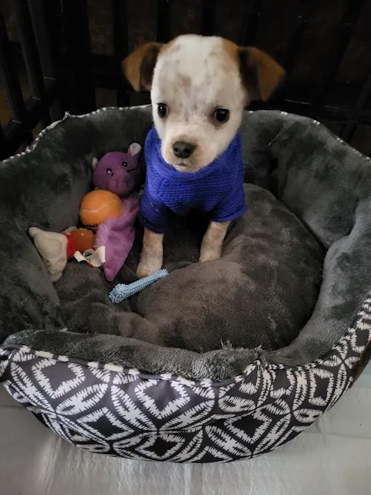 Bella Vista Animal Hospital Picture 9