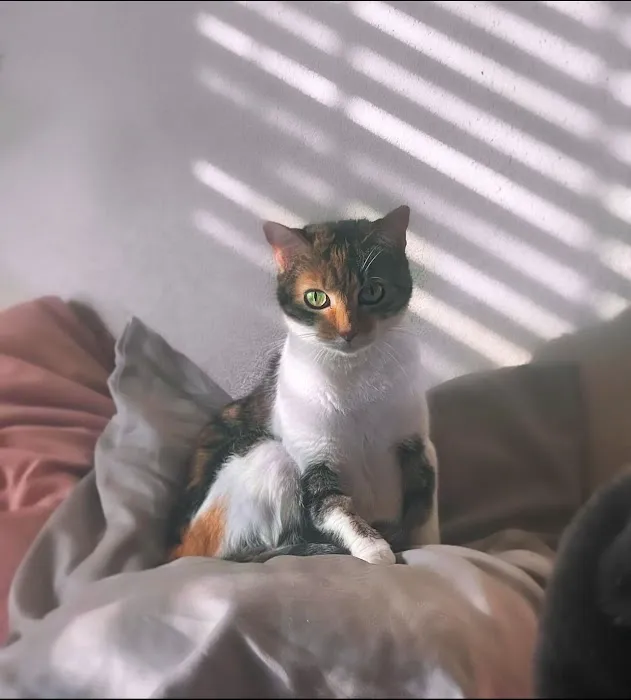 Bella Vista Animal Hospital Picture 5