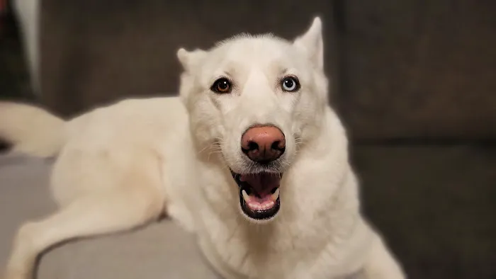 Grant Veterinary Clinic Picture 5