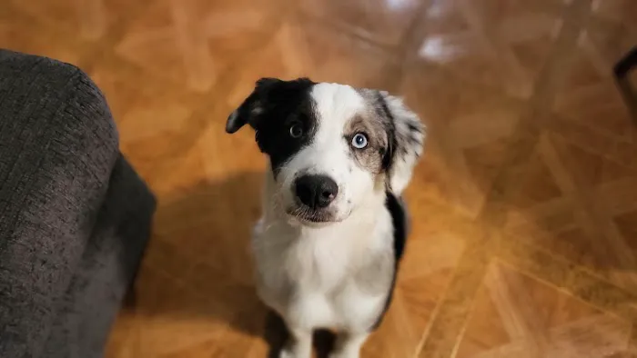 Grant Veterinary Clinic Picture 4