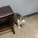 Village Pet Hospital: Hayden Patrick DVM