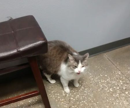 Village Pet Hospital: Hayden Patrick DVM