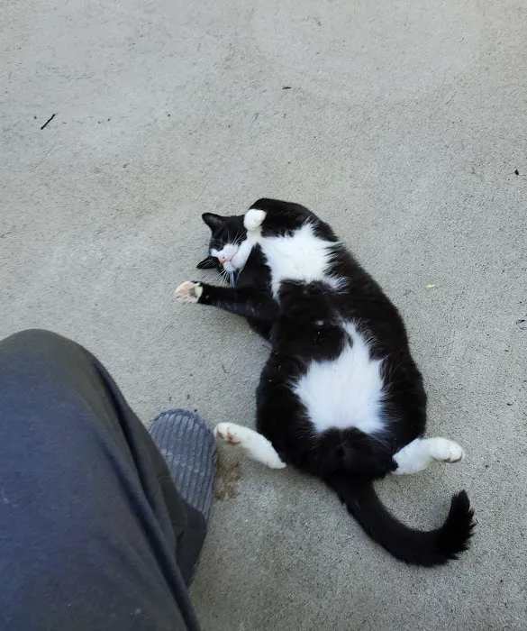 Village Pet Hospital: Hayden Patrick DVM Picture 2