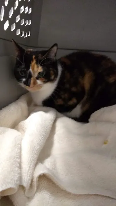 Village Pet Hospital: Hayden Patrick DVM Picture 4