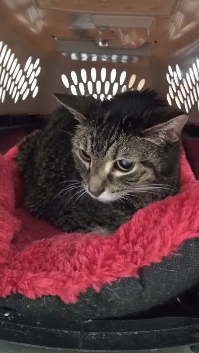 Village Pet Hospital: Hayden Patrick DVM Picture 6