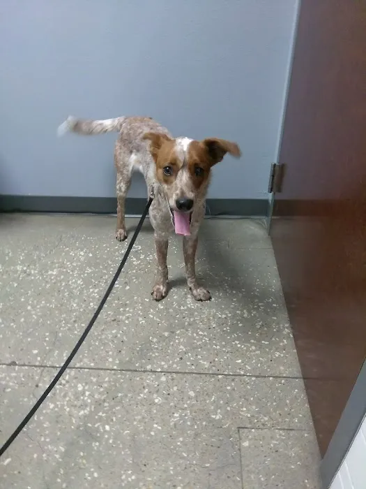 Village Pet Hospital: Hayden Patrick DVM Picture 5