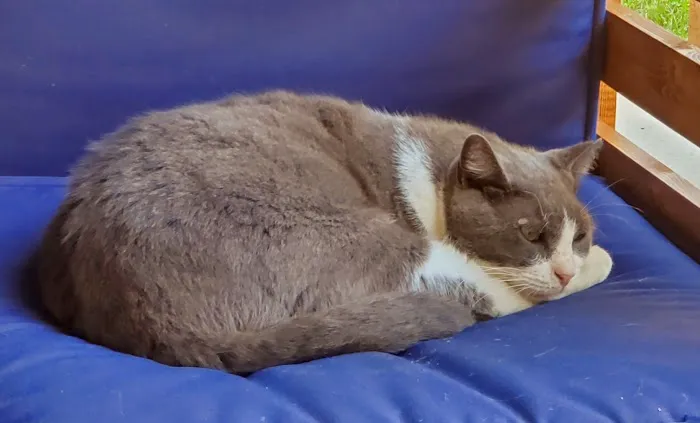 Village Pet Hospital: Hayden Patrick DVM Picture 3