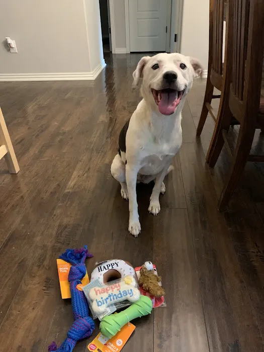 Village Pet Hospital Picture 1