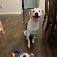 Village Pet Hospital ico