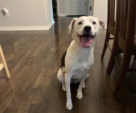 Village Pet Hospital