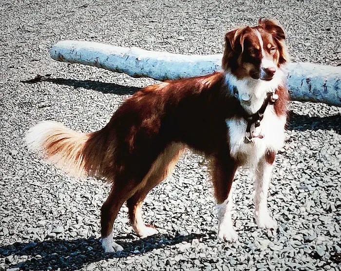 Village Pet Hospital Picture 4