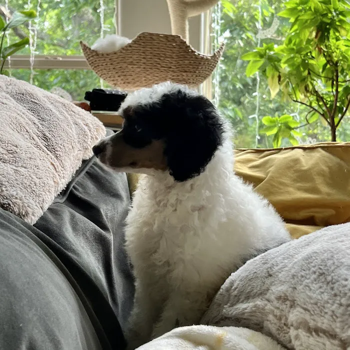 Village Pet Hospital Picture 7