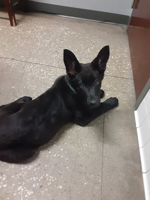 Village Pet Hospital Picture 8