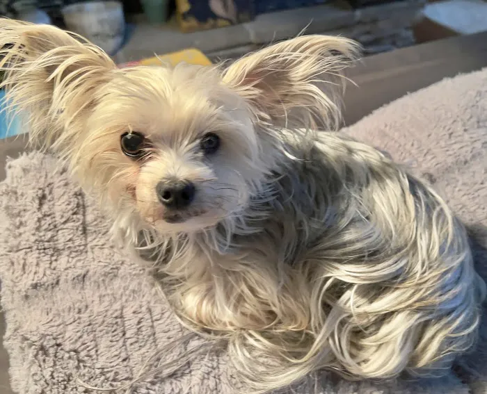 Village Pet Hospital Picture 5