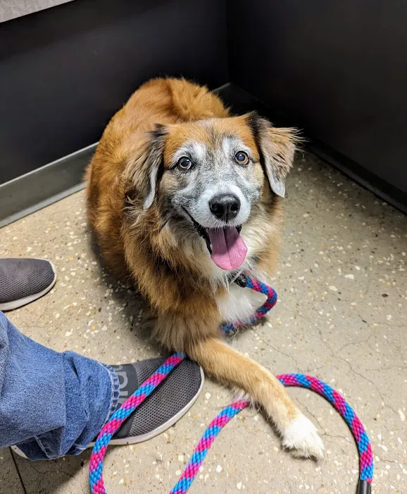 Village Pet Hospital Picture 9