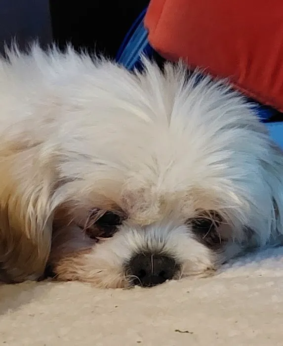 Village Pet Hospital Picture 10