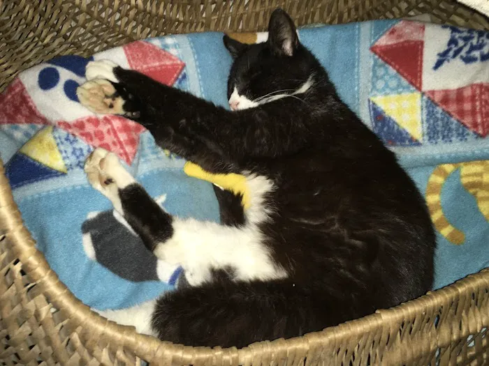 Cedar Creek Veterinary Clinic LLC Picture 4