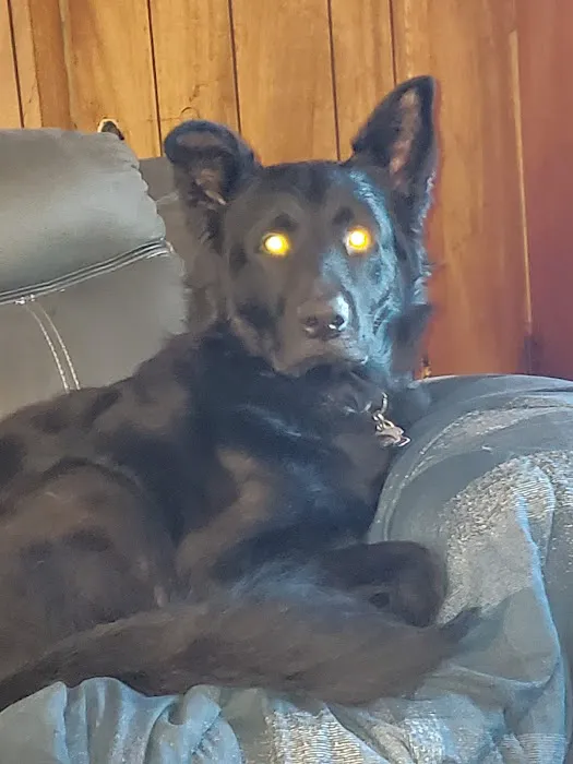 Allen Veterinary Center Picture 1