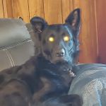 Allen Veterinary Center