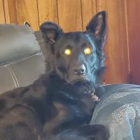 Allen Veterinary Center ico