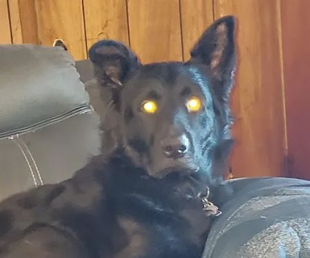 Allen Veterinary Center