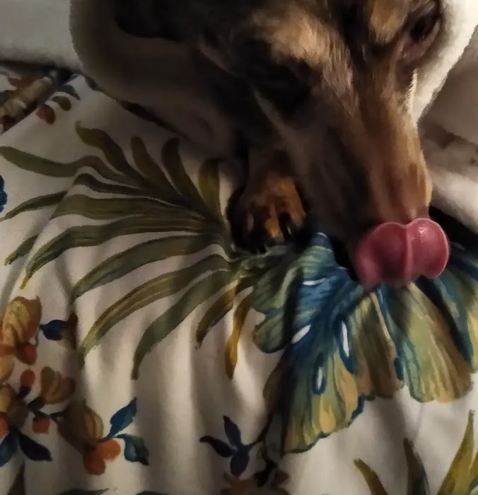 Allen Veterinary Center Picture 2