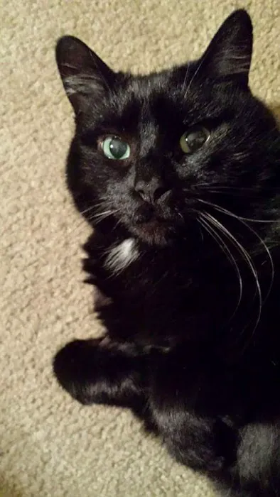 Allen Veterinary Center Picture 3