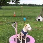 Parsons Pet Hospital