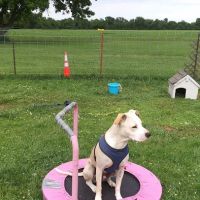 Parsons Pet Hospital ico