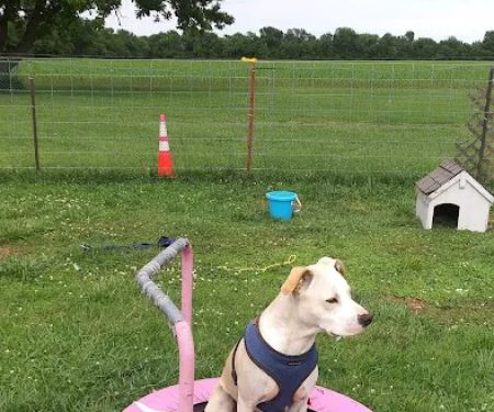 Parsons Pet Hospital