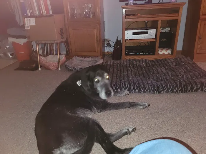 Parsons Pet Hospital Picture 2