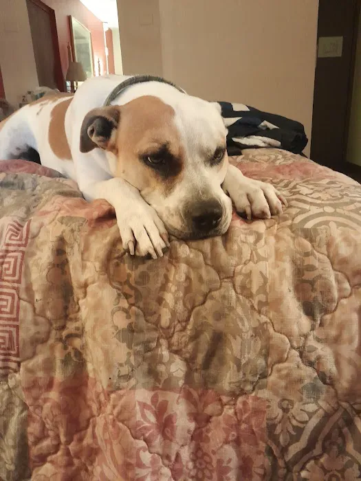 Parsons Pet Hospital Picture 3