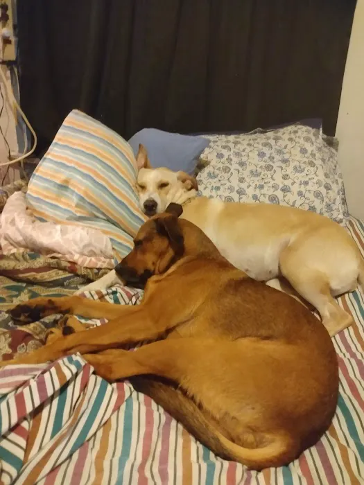 Parsons Pet Hospital Picture 7