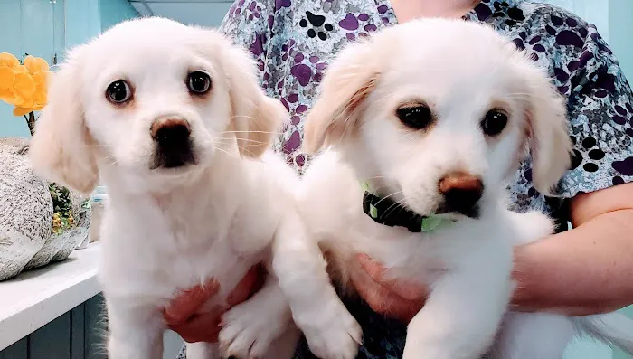 Oakwood Pet Hospital Picture 2