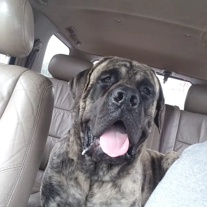 Oakwood Pet Hospital Picture 6