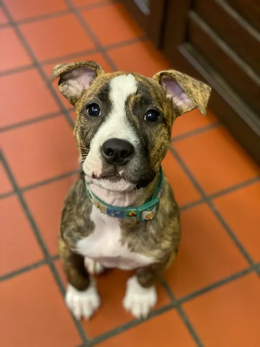 Oakwood Pet Hospital Picture 8