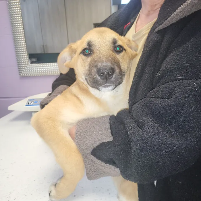 Oakwood Pet Hospital Picture 10