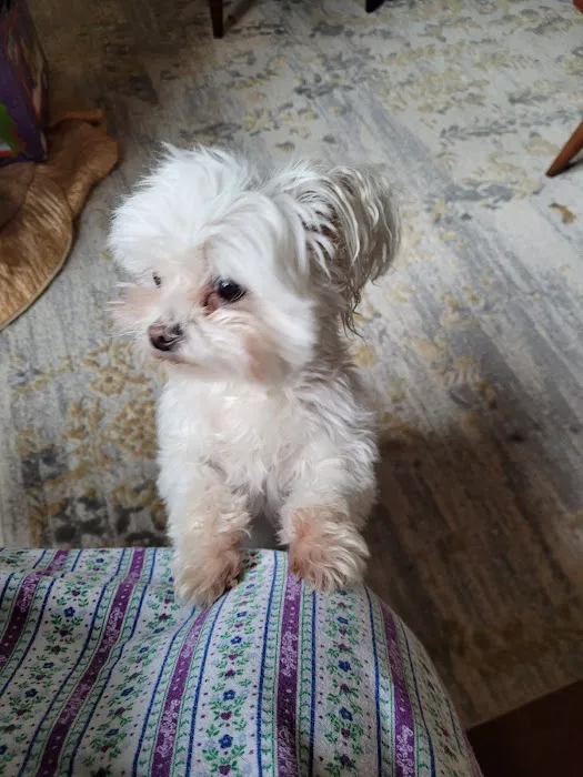 Sugar Creek Animal Hospital: Ensley Stephanie DVM Picture 1