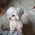 Sugar Creek Animal Hospital: Ensley Stephanie DVM